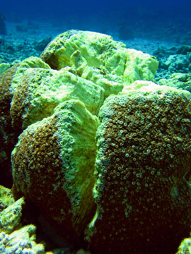 中国漁船の座礁で傷ついたサンゴ礁=被害調査を実施した専門家提供