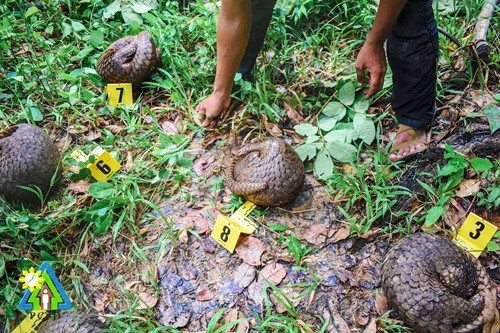 保護されたセンザンコウ=パラワン州政府提供