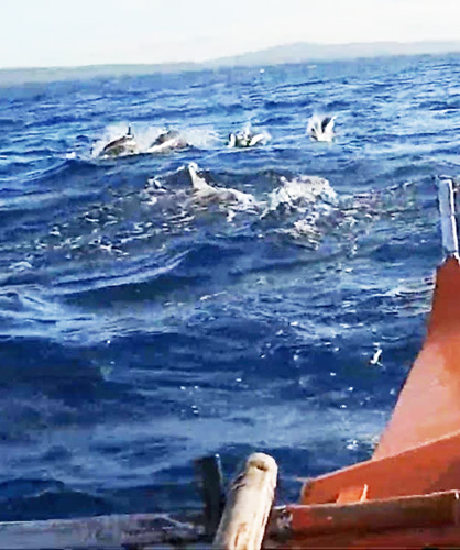 アルバイ湾で戯れるイルカ=シャピラ博士ら提供