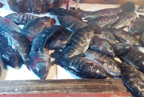 バタガス州ナスグブ町の市場で販売されているティラピア(イズミダイ)=3月6日、竹下友章撮影
