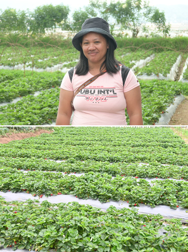 (上)イチゴ畑の一画のオーナー、デジリー・アキアンガンさん。(下)ベンゲット州立大が持つ広大なイチゴ農園=18日、ベンゲット州ラトリニダッド町で深田莉映撮影